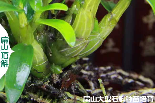 微信銅皮石斛T金線蓮種植經(jīng)驗(yàn) B云南貴州地區(qū)養(yǎng)殖技術(shù)與方法