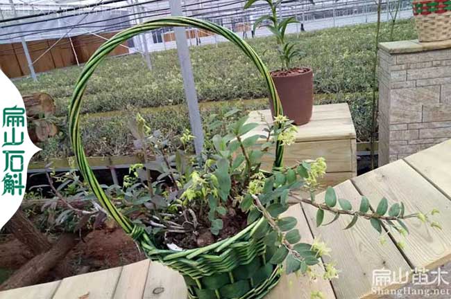 四川 金釵石斛種植