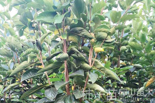 煙臺(tái)柿子種植
