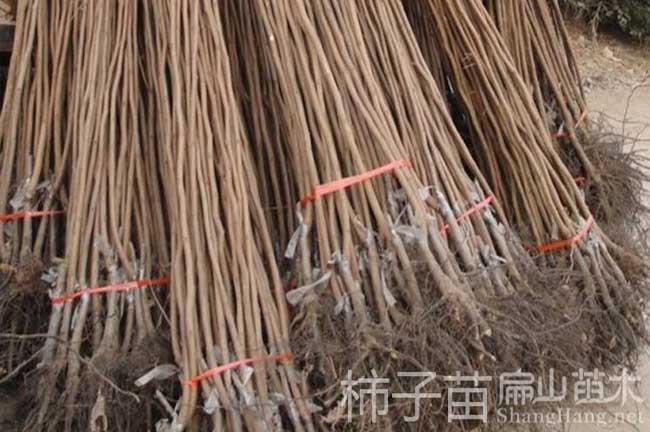 煙臺(tái)桃樹苗