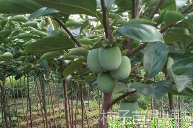 濟(jì)南柿子樹(shù)苗批發(fā)