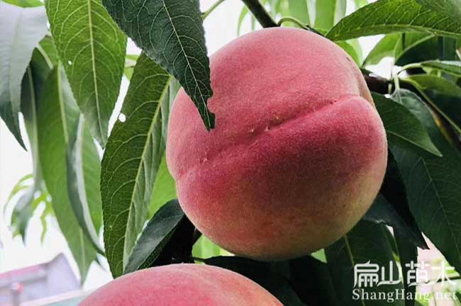 濟(jì)南桃樹(shù)苗批發(fā)