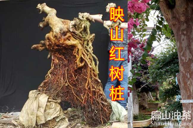 中國老樹樁批發(fā)