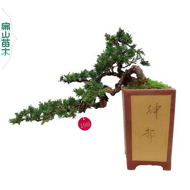 瓜子 福建大小葉黃楊樹(shù)造型盆景 福州庭院別墅黃楊苗6萬(wàn)顆
