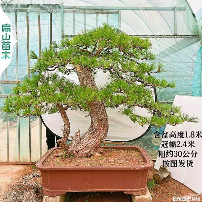 FuJian三明南平刮油松 五針黑松樹(shù)苗培育造型景觀種植基地