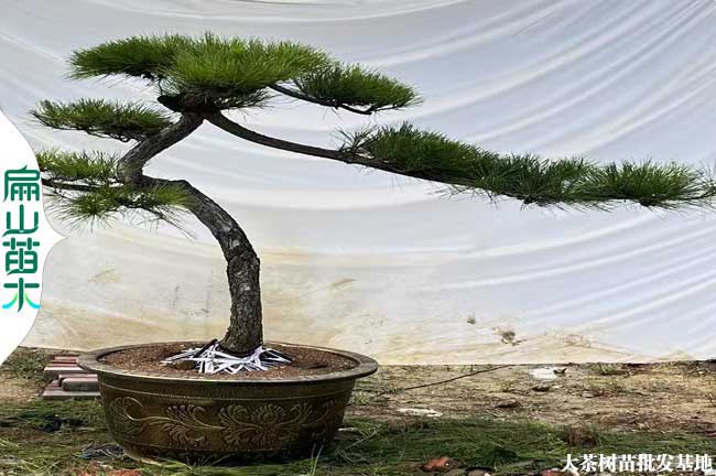 福建松樹(shù)造型