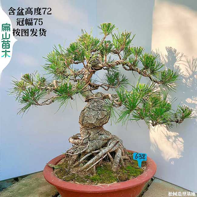 潮州黑松盆景