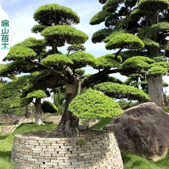 S造型廣東尾松樹苗千壽丸盆景基地 刮油五針短針松9元/珠