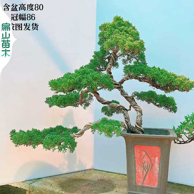 湛江羅漢松樹苗造型風(fēng)景樹 廣東馬尾松五針占地樹苗1000棵