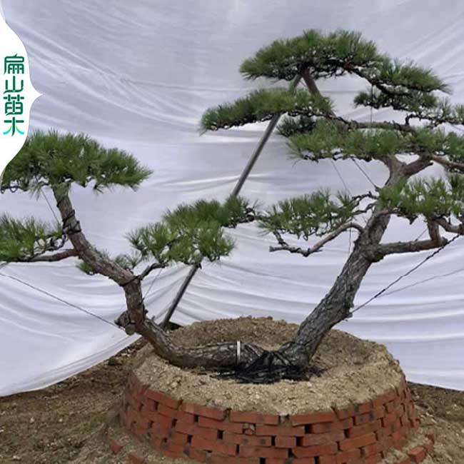 舟山華南黑松龍柏樹小杯苗盆景 五針短針松造型基地100珠