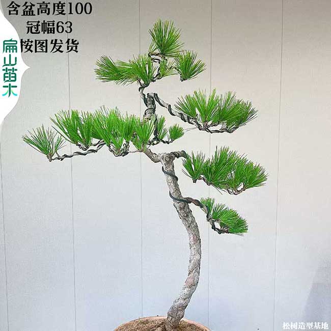 河源黃山松樹苗一年微型盆景素材 廣東河源華山黑松基地98元