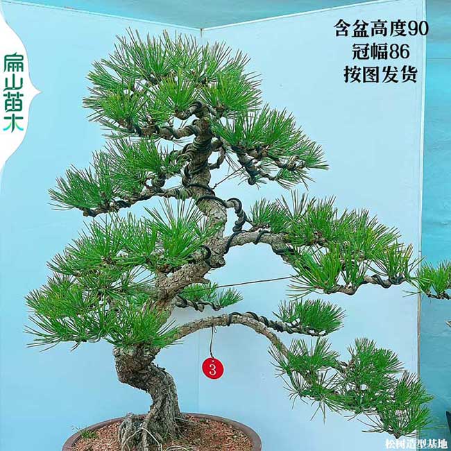 寧德五針?biāo)蓸涿绨貥涓＝ㄅl(fā) 日本大阪松金錢松盆景 8萬珠