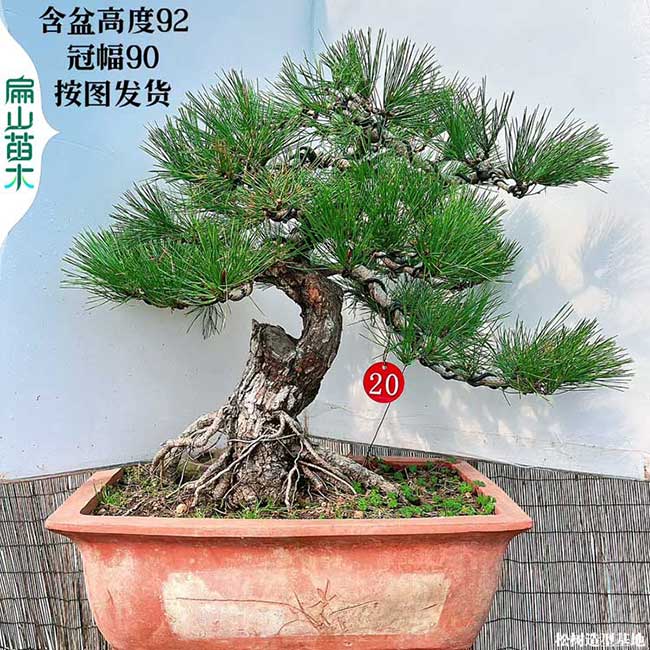 福建景觀松樹(shù)苗