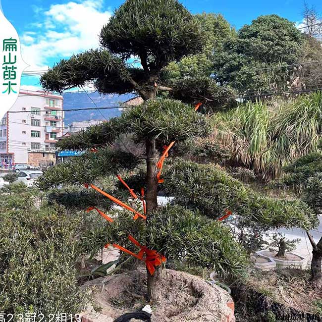 珠海B松樹苗盆景批發(fā) 廣東珠海羅漢松柏樹造型基地徑2-10CM