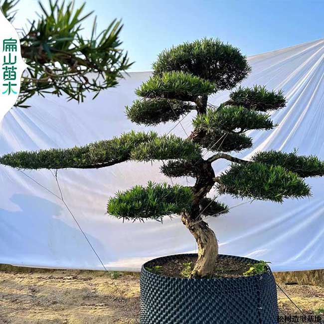 揭陽小葉雀黃楊舌羅漢松樹苗盆景 廣東揭東普寧惠來揭西98元