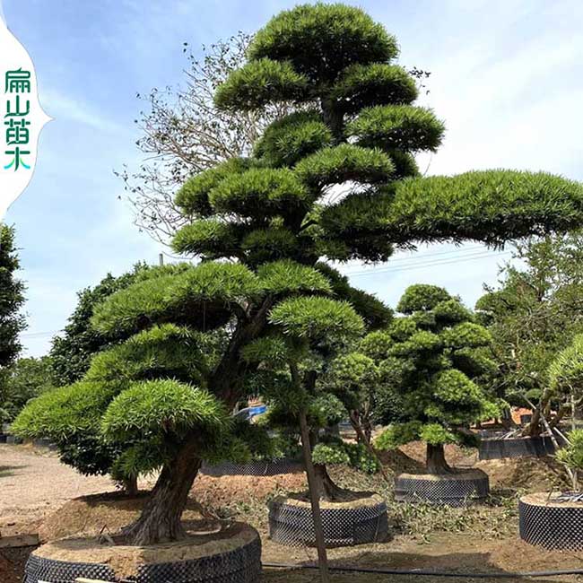江門柏樹(shù)羅漢松黑松 馬尾松五針江門短針?biāo)膳杈?地徑10CM