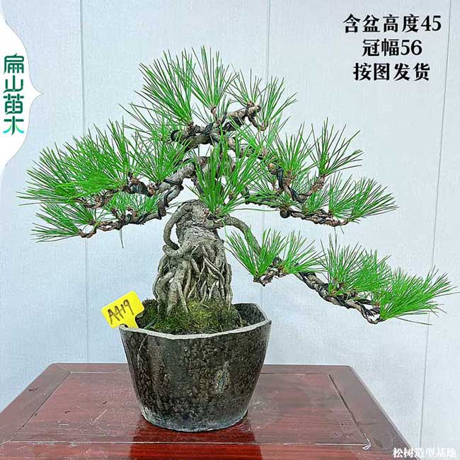 100棵深圳馬尾松樹苗批發(fā)價(jià)格 廣東短針油松大阪松五針1萬元