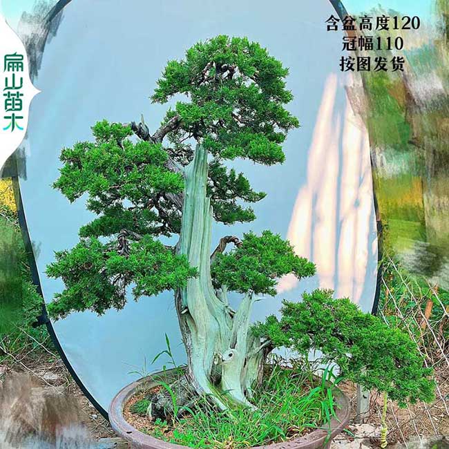 肇慶松柏樹(shù)苗造型批發(fā) 圓柏龍柏小樹(shù)苗盆景地徑3-5-7-8-10CM