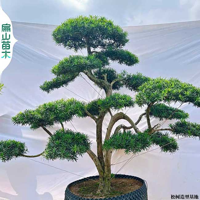大小中葉羅漢松樹苗盆景 福建龍巖占地風(fēng)景羅漢松苗10CM50棵