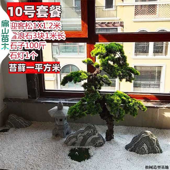 廣東馬尾松盆景