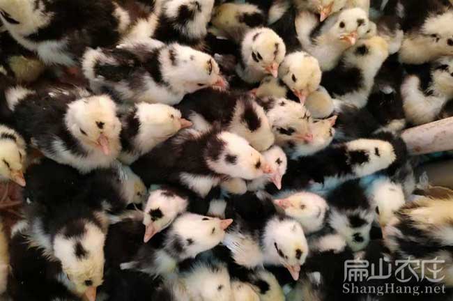 長(zhǎng)汀貴妃雞苗孵化