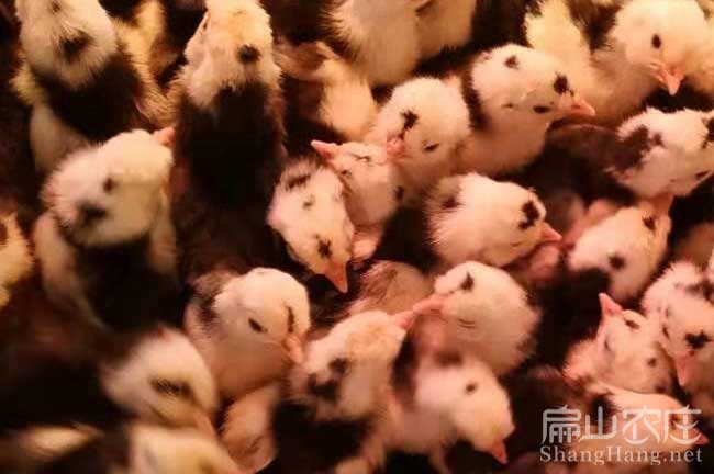 長(zhǎng)汀貴妃雞苗