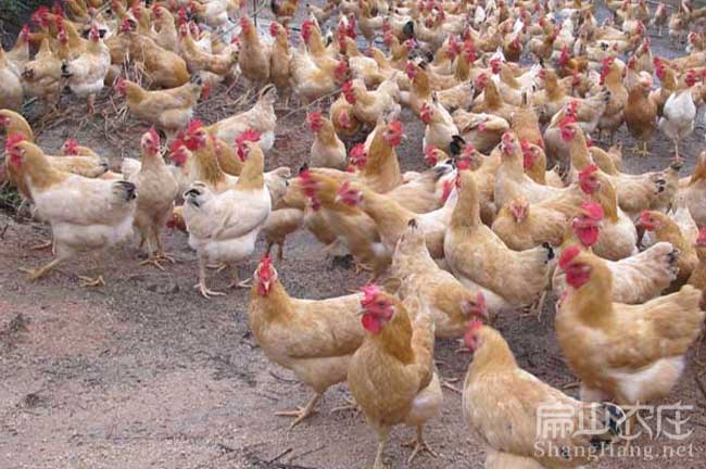 長汀河田雞養(yǎng)殖