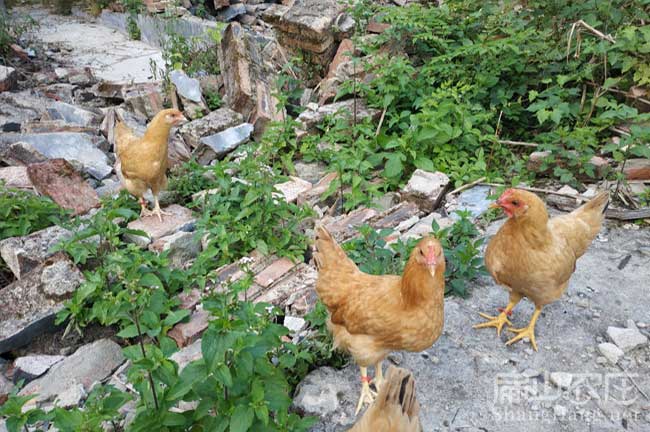 上杭河田雞苗批發(fā)