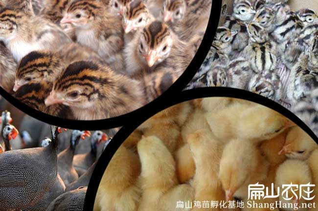 廣西廣東福建土雞苗孵化基地?四川云南浙江雞苗孵化場(chǎng)批發(fā)價(jià)格