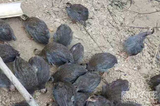 福建珍珠雞苗批發(fā)