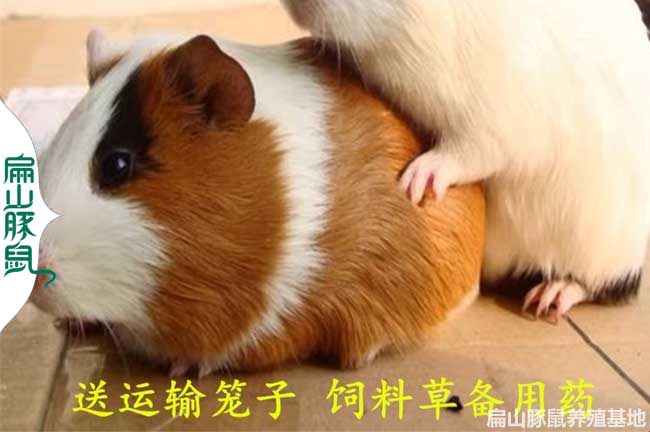 福建彩豚養(yǎng)殖