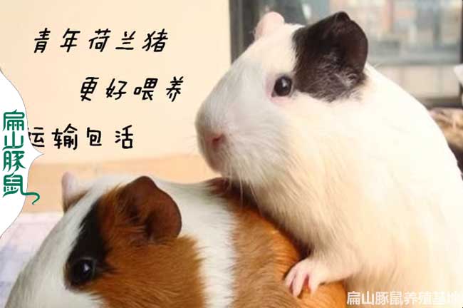 陜西豚鼠養(yǎng)殖