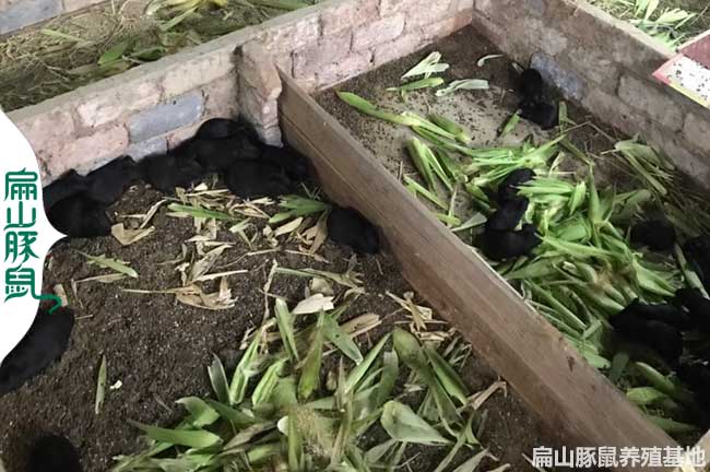 咸陽(yáng)黑豚養(yǎng)殖基地