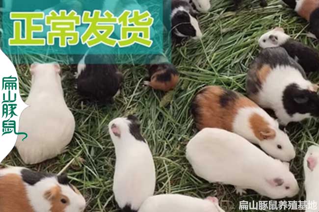 彩豚鼠種苗基地 九江南昌荷蘭豬養(yǎng)殖場 批發(fā)花豚鼠36元/只