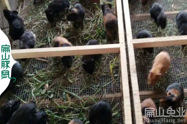 云浮彩豚養(yǎng)殖場