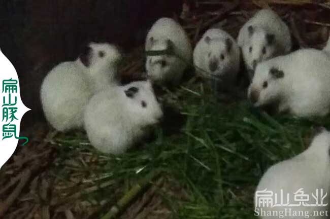揭陽豚鼠養(yǎng)殖場