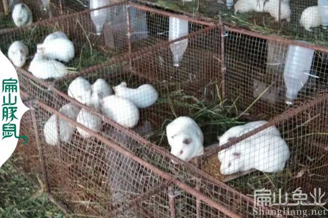 江西白豚鼠養(yǎng)殖場