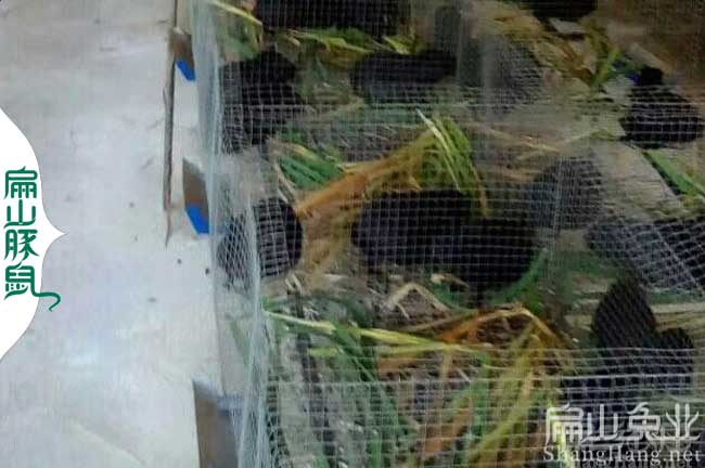 金華豚鼠養(yǎng)殖