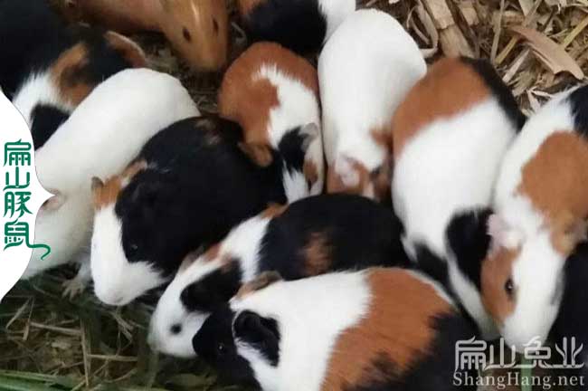 吉安豚鼠種苗批發(fā)