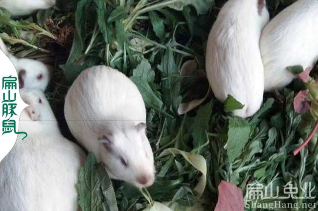 云浮白豚養(yǎng)殖場