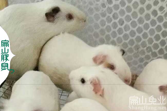 深圳豚鼠養(yǎng)殖場