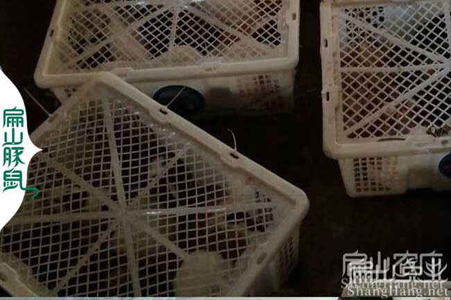 萍鄉(xiāng)黑豚種苗批發(fā)