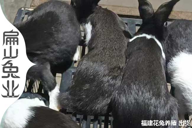 上杭花籃兔養(yǎng)殖場