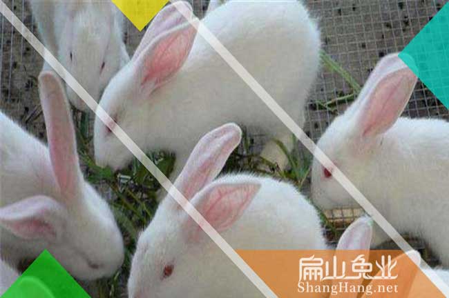 廣州小白兔養(yǎng)殖基地