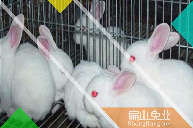 寧德賣竹鼠養(yǎng)殖