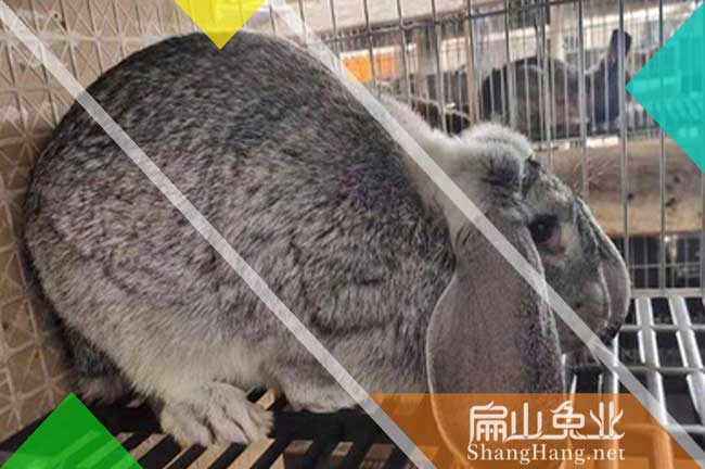 九江比利時(shí)兔養(yǎng)殖場(chǎng)