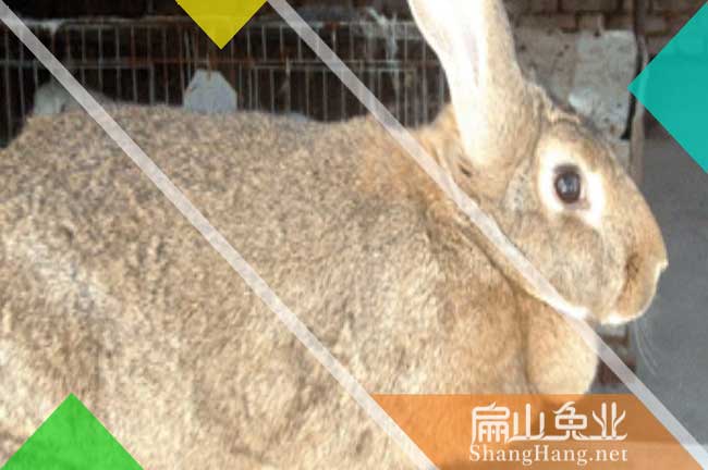 舟山比利時(shí)種兔批發(fā)