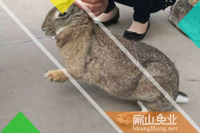 佛山比利時種兔批發(fā)