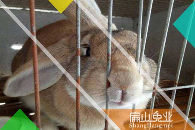 肇慶公羊竹鼠養(yǎng)殖
