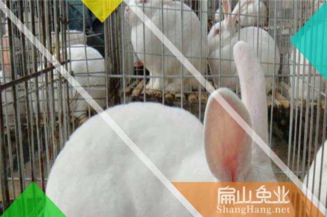 吉安白兔養(yǎng)殖場(chǎng)